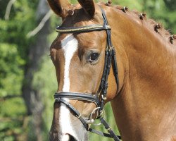 Dressurpferd Duke of Cornwall (Hannoveraner, 2009, von Don Henrico)
