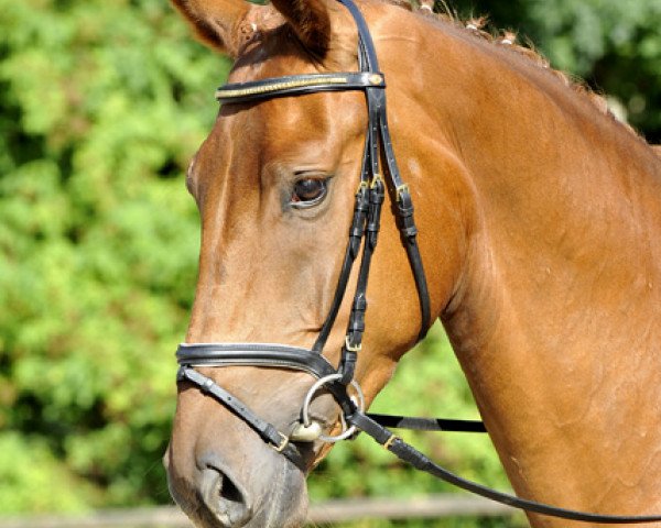 horse Forrest Gump (Hanoverian, 2009, from Fidertanz)