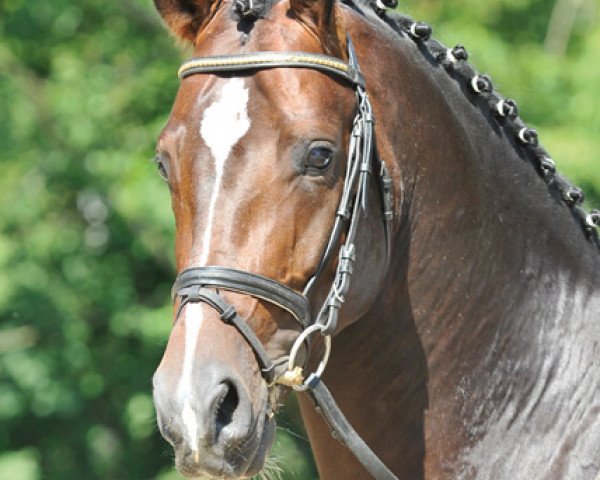 stallion Sommelier (Oldenburg, 2009, from San Amour I)