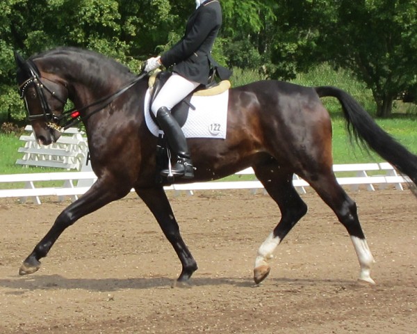 dressage horse Houdini 15 (Hanoverian, 2002, from Hudson)