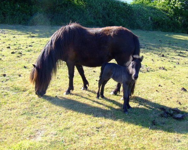 broodmare Unette van Stal het Noordereind (Shetland Pony, 2004, from Friso van de Heuvelshof)