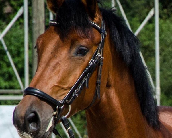 Springpferd Caretello's Caruso (Württemberger, 2009, von Caretello B)