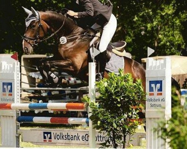 horse Swarovski's girl (Hanoverian, 2003, from San Brasil)