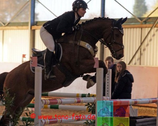 Springpferd Quisono (Rheinländer, 2006, von Quite Capitol)