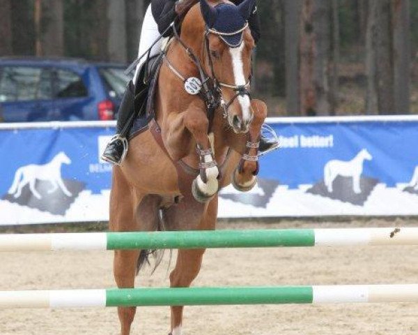jumper Bandolero 51 (German Warmblood, 2007, from Balzaci)
