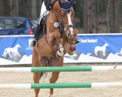 Springpferd Bandolero 51 (Deutsches Reitpferd, 2007, von Balzaci)