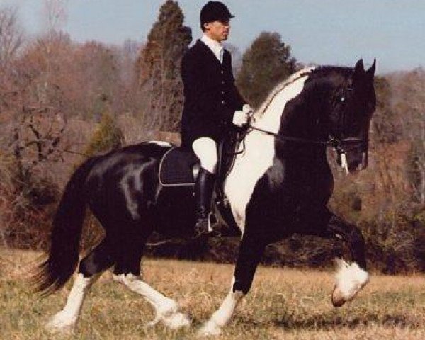 Dressurpferd Nico (Barockpinto, 1996, von Tamme 276)