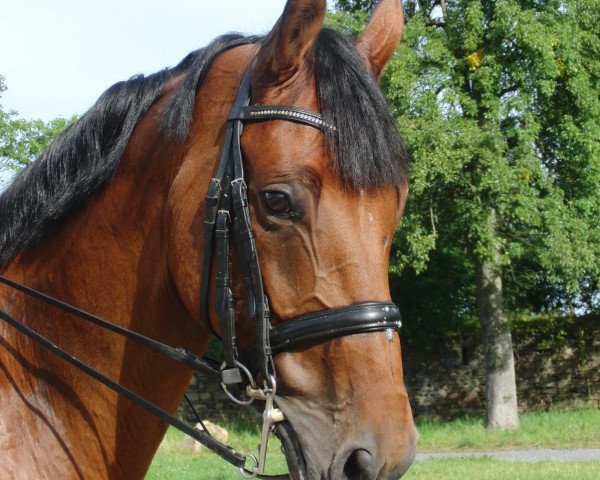 horse Beach Boy 49 (Westphalian, 2004, from Belissimo NRW)