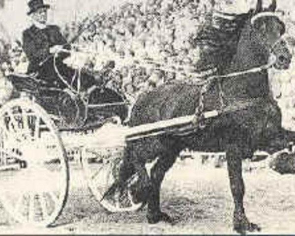 stallion Mark 232 (Friese, 1964, from Tetman 205)