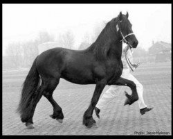 Deckhengst Jochem 259 (Friese, 1974, von Mark 232)