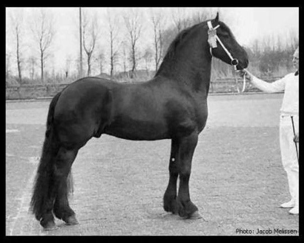 stallion Tamme 276 (Friese, 1979, from Jochem 259)