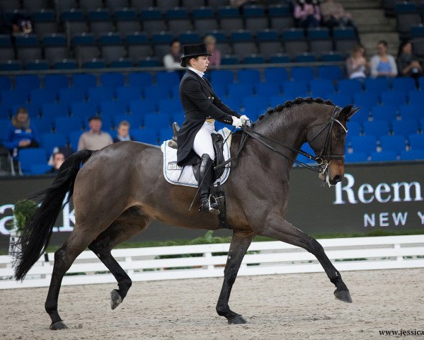 dressage horse Lukas 911 (Bavarian, 2005, from Lagiator) dressage horse Lukas 911 (Bavarian, 2005, from Lagiator)