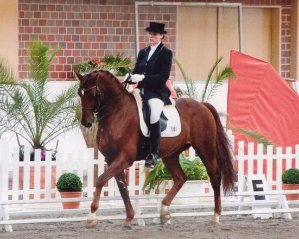 dressage horse Sydney 151 (Oldenburg, 2000, from Sion)