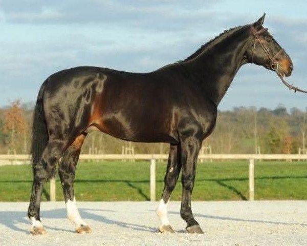 Deckhengst Air Jordan Z (Oldenburger, 1996, von Argentinus)