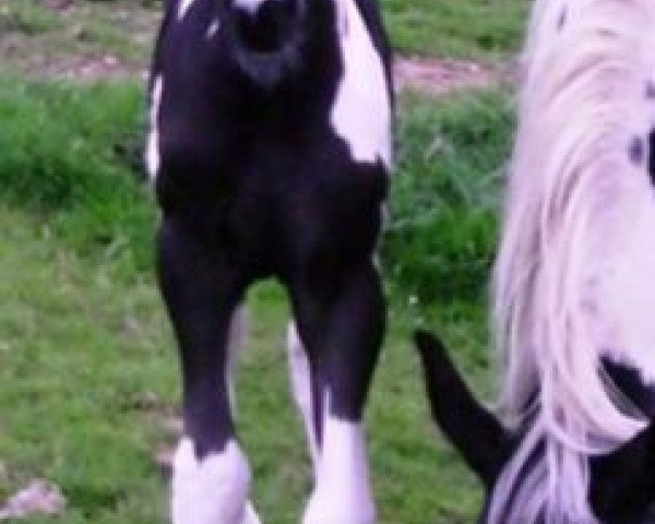 Pferd Airborn UK Z (Großbritannien Warmblut, 2007, von Air Jordan Z)