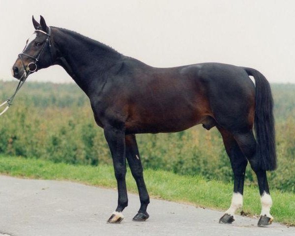 Deckhengst Randel Z (Hannoveraner, 1984, von Ramiro Z) Deckhengst Randel Z (Hannoveraner, 1984, von Ramiro Z)