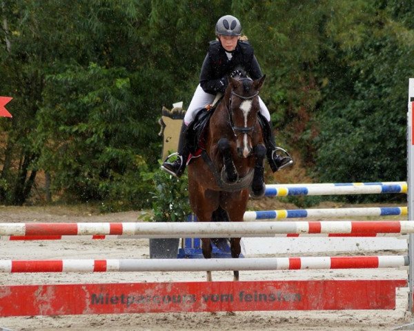 jumper Diva 482 (German Riding Pony, 2004, from Domingo)