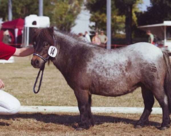 broodmare Honda von Repgow (Shetland pony (under 87 cm), 2002, from Theseus) broodmare Honda von Repgow (Shetland pony (under 87 cm), 2002, from Theseus)