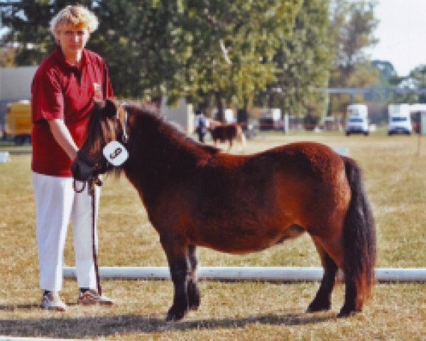 Zuchtstute Hondura von Repgow (Shetland Pony (unter 87 cm), 2007, von Sir Paul) Zuchtstute Hondura von Repgow (Shetland Pony (unter 87 cm), 2007, von Sir Paul)