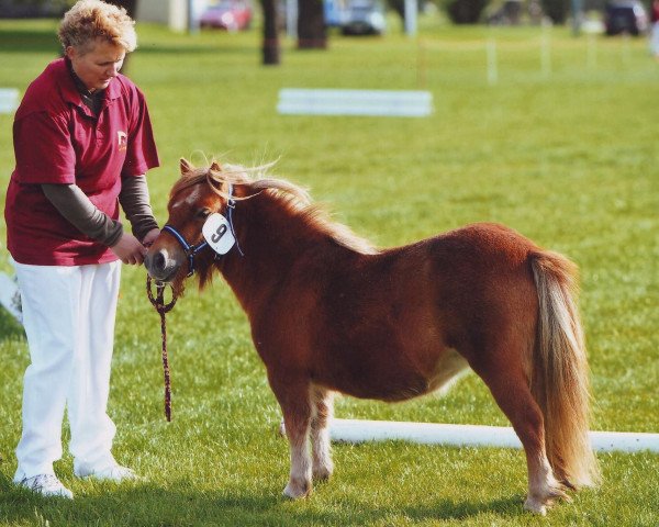 broodmare Halinka von Repgow (Shetland pony (under 87 cm), 2007, from Theseus)