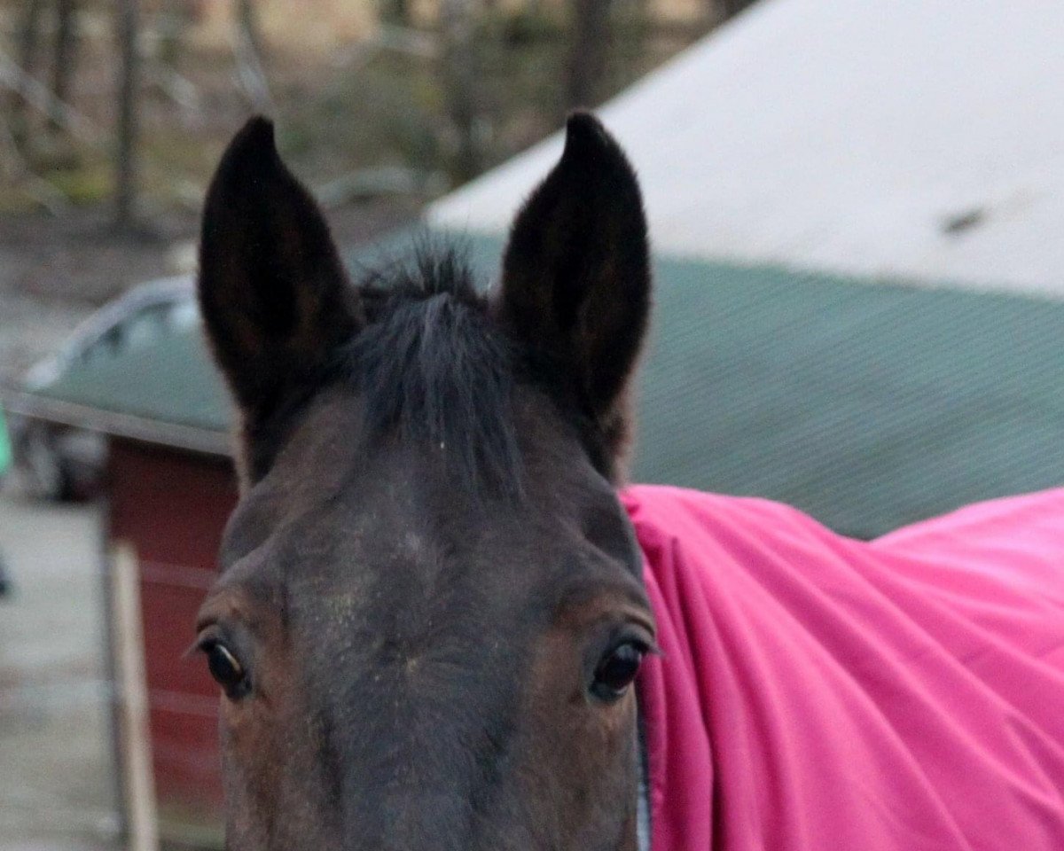Pferd Petty Labelle (Westfale,  )