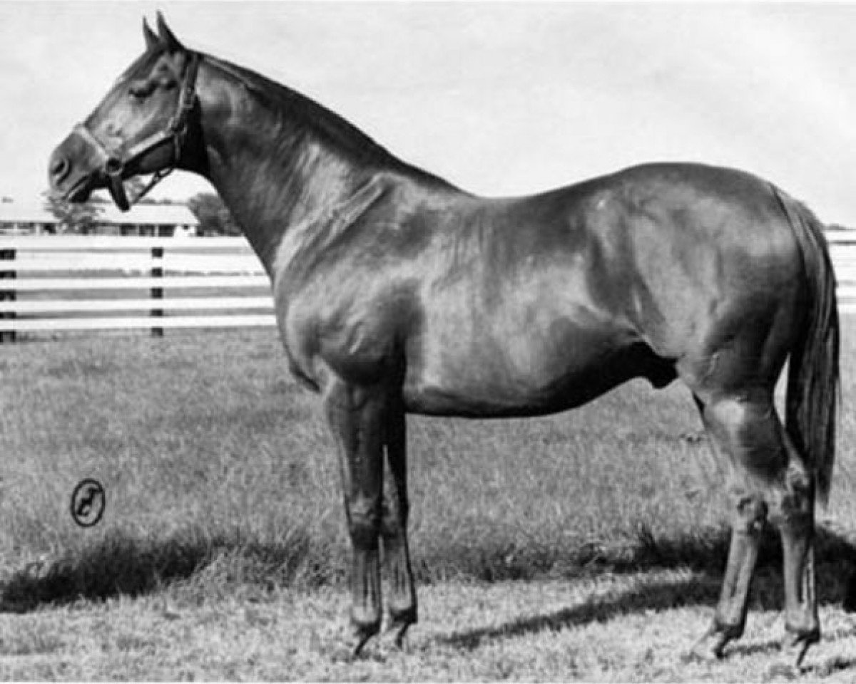 stallion Restless Wind xx (Thoroughbred, 1956, from Windy City II xx)