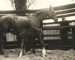 broodmare Friesenmusik (Hanoverian, 1959, from Friesenkoenig)