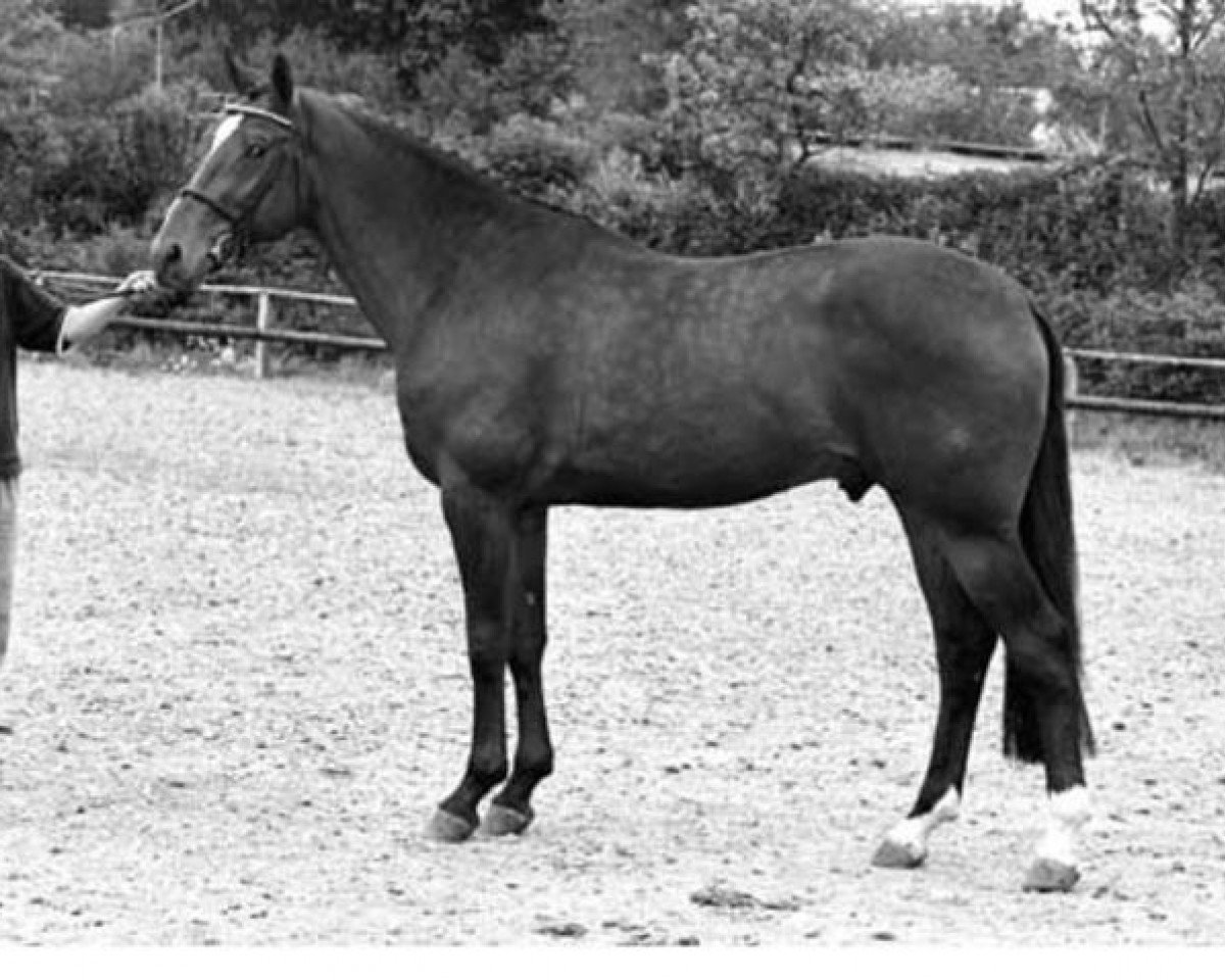 Deckhengst Derrick (KWPN (Niederländisches Warmblut), 1985, von Lucky Boy xx)