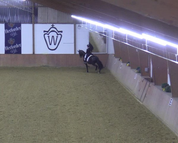 Reitturnier Bad Salzuflen 2022
