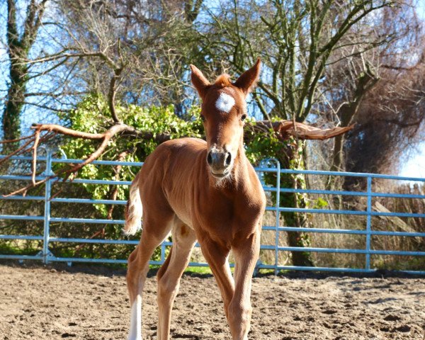 broodmare Saint Belle (Oldenburg, 2022, from Shu Fu)