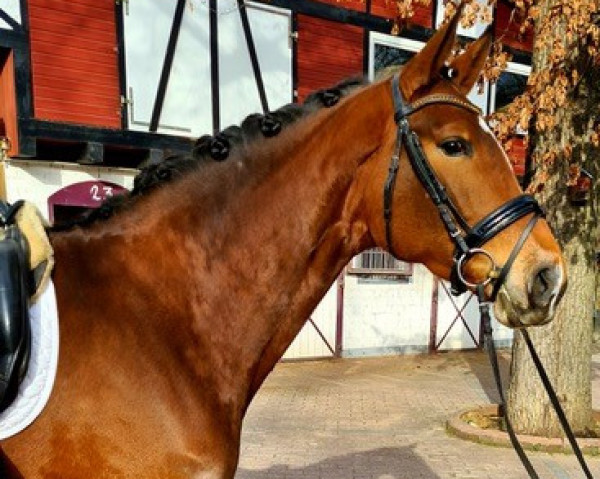 horse Cha Cha 16 (Hanoverian, 2018, from Carridam)