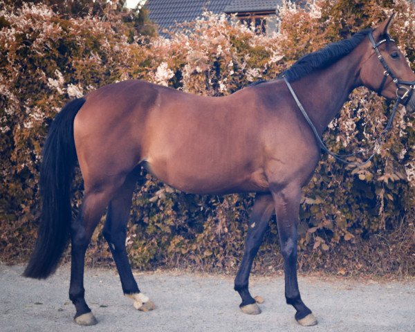 broodmare Faith in Grace (Westphalian, 2018, from Franziskus FRH)