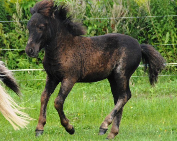 horse Kir Royal vom Gothensee (Dt.Part-bred Shetland pony, 2013, from Komet vom Kellerberg)
