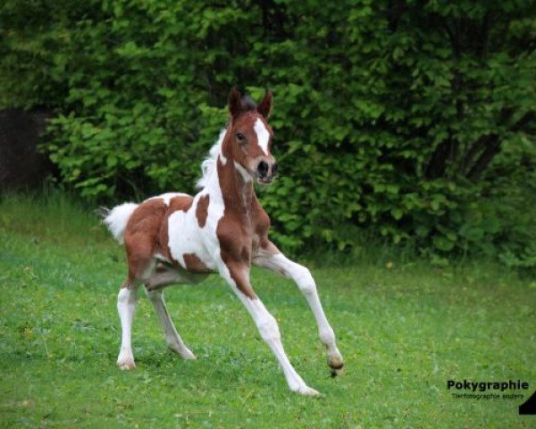 Pferd New Lucky Star (Deutsches Reitpony, 2013, von Namao)