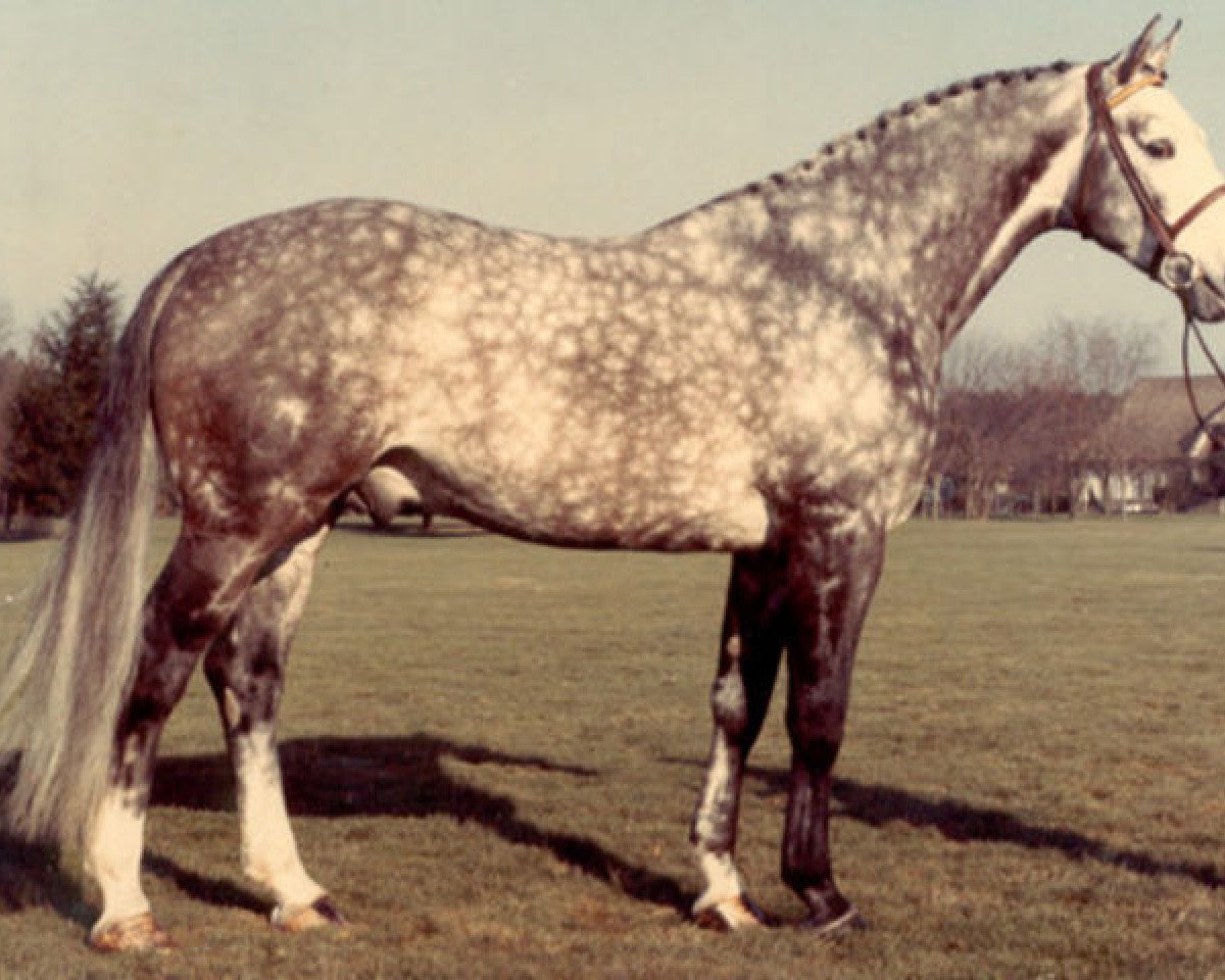 Deckhengst Goldschlaeger Z (Hannoveraner, 1977, von Gotthard)