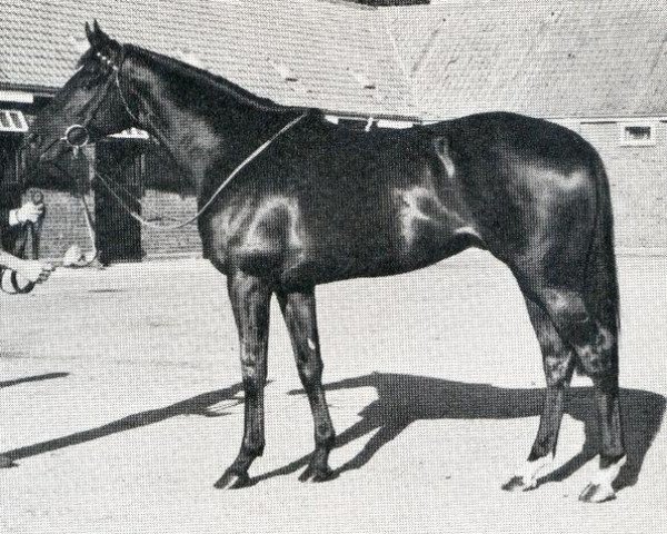 stallion Estaminet xx (Thoroughbred, 1971, from Sovereign Path xx) stallion Estaminet xx (Thoroughbred, 1971, from Sovereign Path xx)