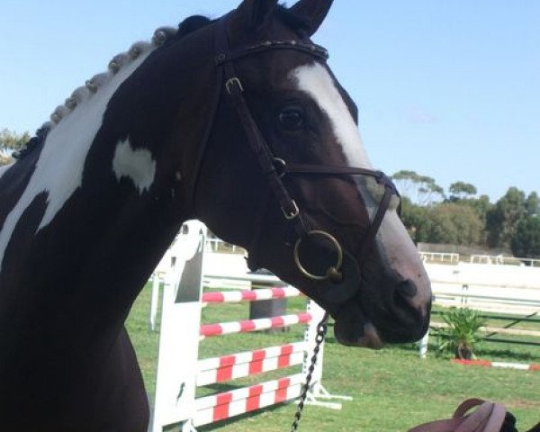 horse Viscount (ISSA Cob (Australia), 2006, from Copabella Visage)