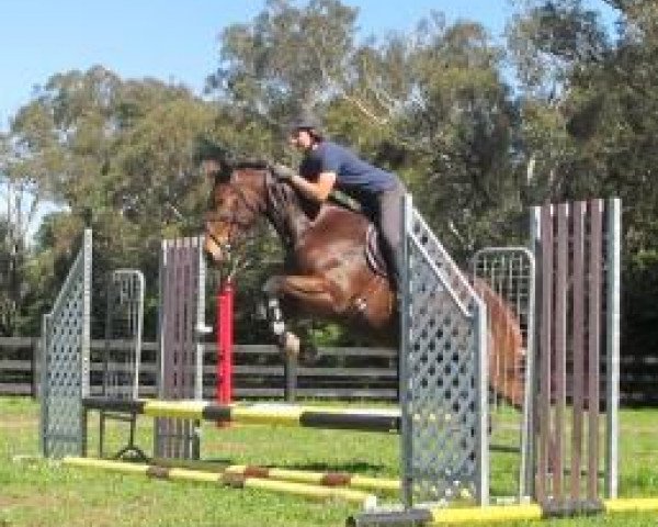 horse Copabella Valor (ISSA Cob (Australia), 2008, from Copabella Visage)