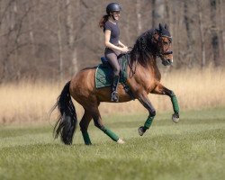 dressage horse Fantastica 50 (Pura Raza Espanola (PRE), 2007, from Fantastico RB)