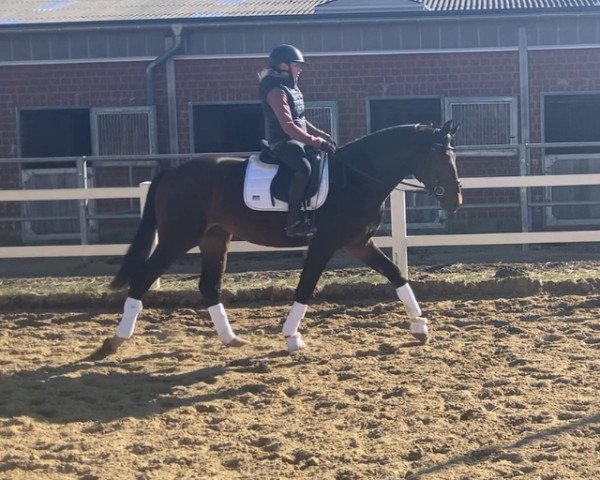 dressage horse Ferrari Fiorano (Oldenburg, 2019, from Ferrari OLD)