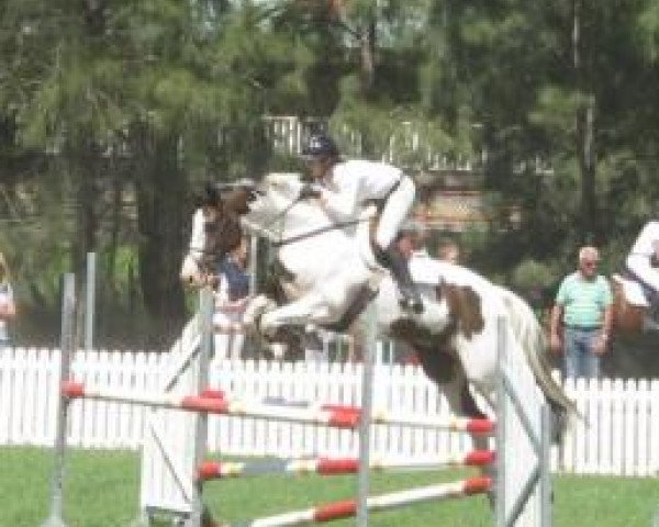 horse Copabella Vortex (ISSA Cob (Australia), 2006, from Copabella Visage)