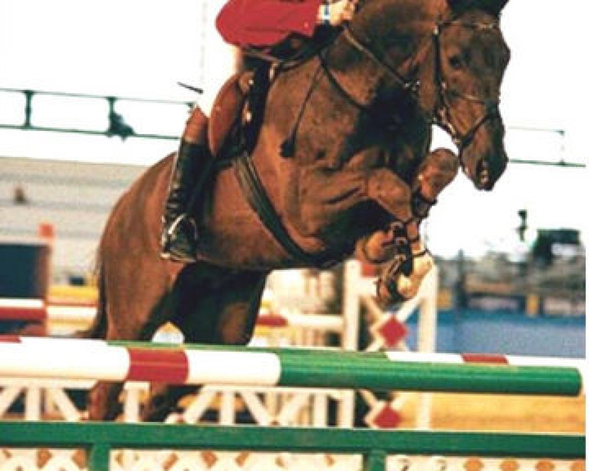 Deckhengst Profit (Hannoveraner, 1989, von Pilot)