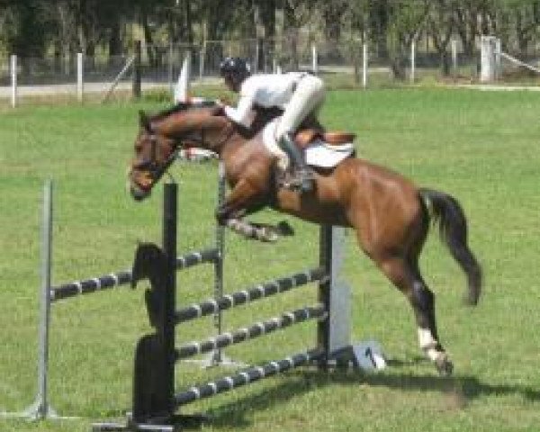jumper Copabella Voltage (ISSA Cob (Australia), 2008, from Copabella Visage)