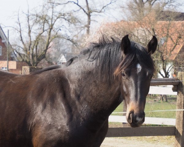 horse Cafe`s Betty (Oldenburg, 2021, from Cafe au lait 2)