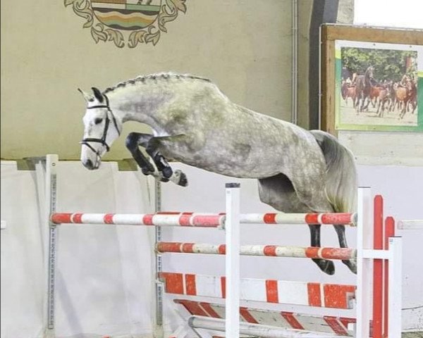 Springpferd Wayona 15 (Deutsches Sportpferd, 2017, von Carinue)