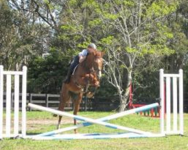 jumper Copabella Cashmir (ISSA Cob (Australia), 2007, from Chequille 2)