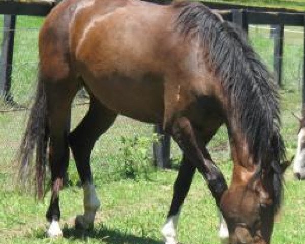 horse Copabella Victoria (ISSA Cob (Australia), 2009, from Copabella Visage)