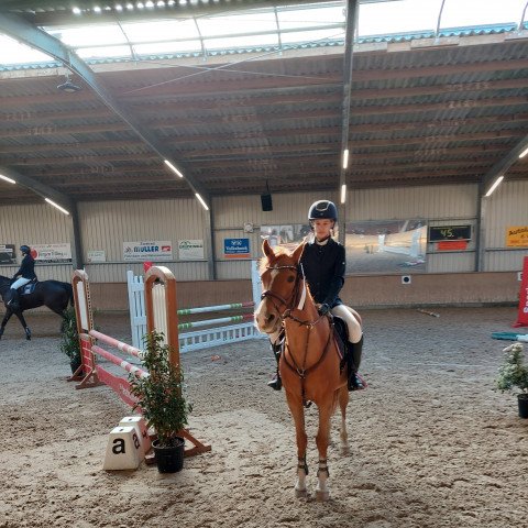 jumper Jax (Dutch Pony m.arab.Blutant., 2003, from Elegant)