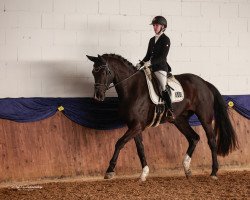 dressage horse Don Injesta (Hanoverian, 2015, from Duke of Oldenburg)