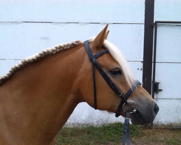 horse Felix (Haflinger, 2006, from Nordstern)